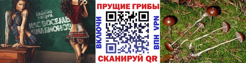 Купить закладки  Пролетарск  Псилоцибиновые грибы прущие грибы 